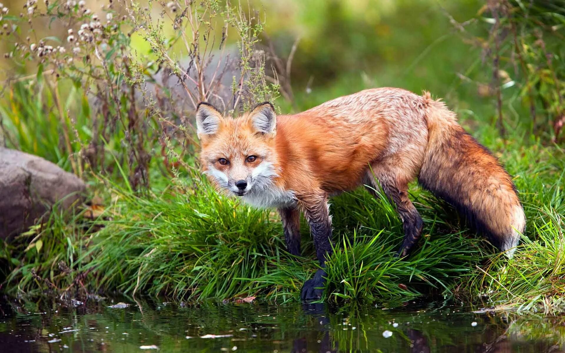 Дикие животные региона. Таёжный Лис Taiga Fox. Лисица в тайге. Обитатели тайги. Животный мир тайги.