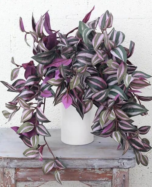 wandering jew from j's garden