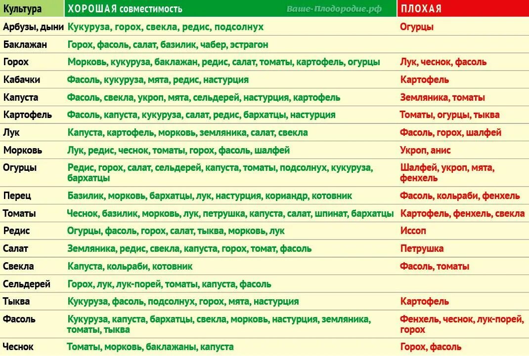 Таблица посадки овощей в открытый. Совместимые посадки овощей в огороде таблица. Совместимость овощных культур при посадке таблица. Совместимость посадок овощей на грядках таблица. Совместимость огородных культур на грядке таблица.