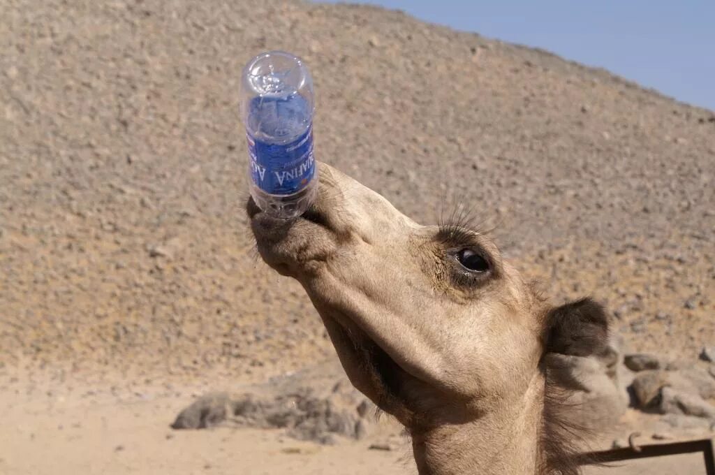 Собака прожить без воды. Верблюд без воды. Верблюд пьет воду. Пустыня животные. Верблюд пьет воду в пустыне.