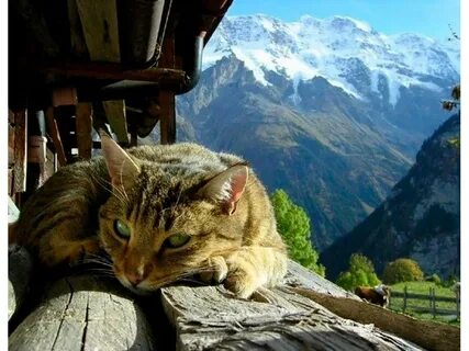 Пейзаж кошки