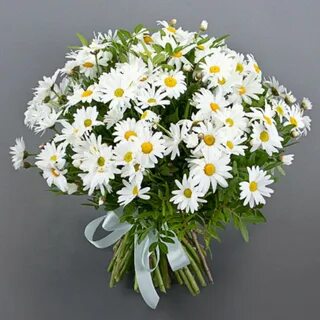 Цветы ромашки женщине