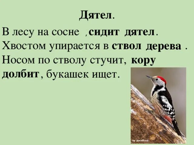 Лапками цепляется хвостиком упирается носом постукивает. Дятел стучит. Предложение про дятла. Дятел стучит по дереву. Дятел сидит.