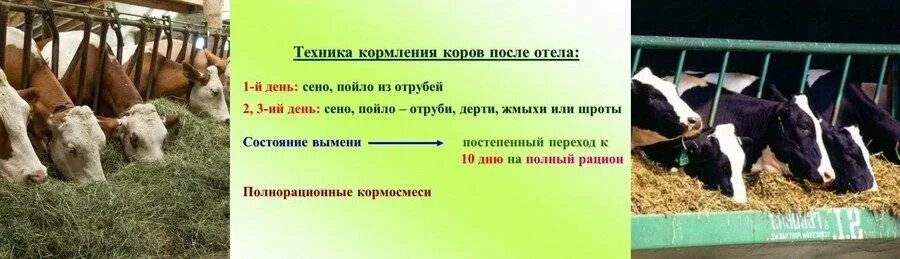 Что нужно давать корове