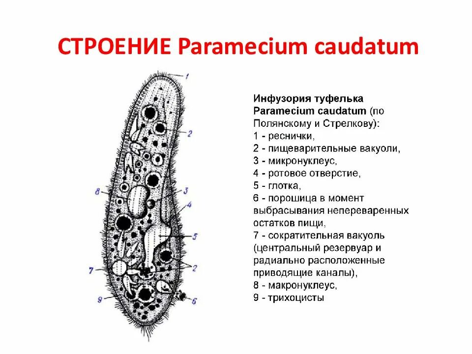 Инфузория туфелька структура. Инфузория туфелька строение. Инфузория туфелька Paramecium caudatum. Структура клетки инфузории туфельки. Инфузория туфелька строение клетки.