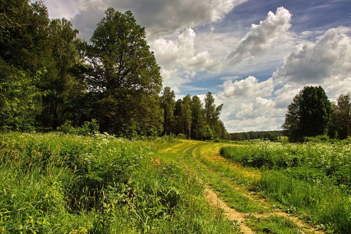 ясная поляна. ясная поляна самара. ясная поляна тула. ясная поляна дорога. въездная аллея прешпект.