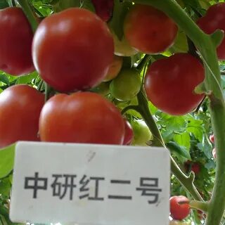 Китайские сорт