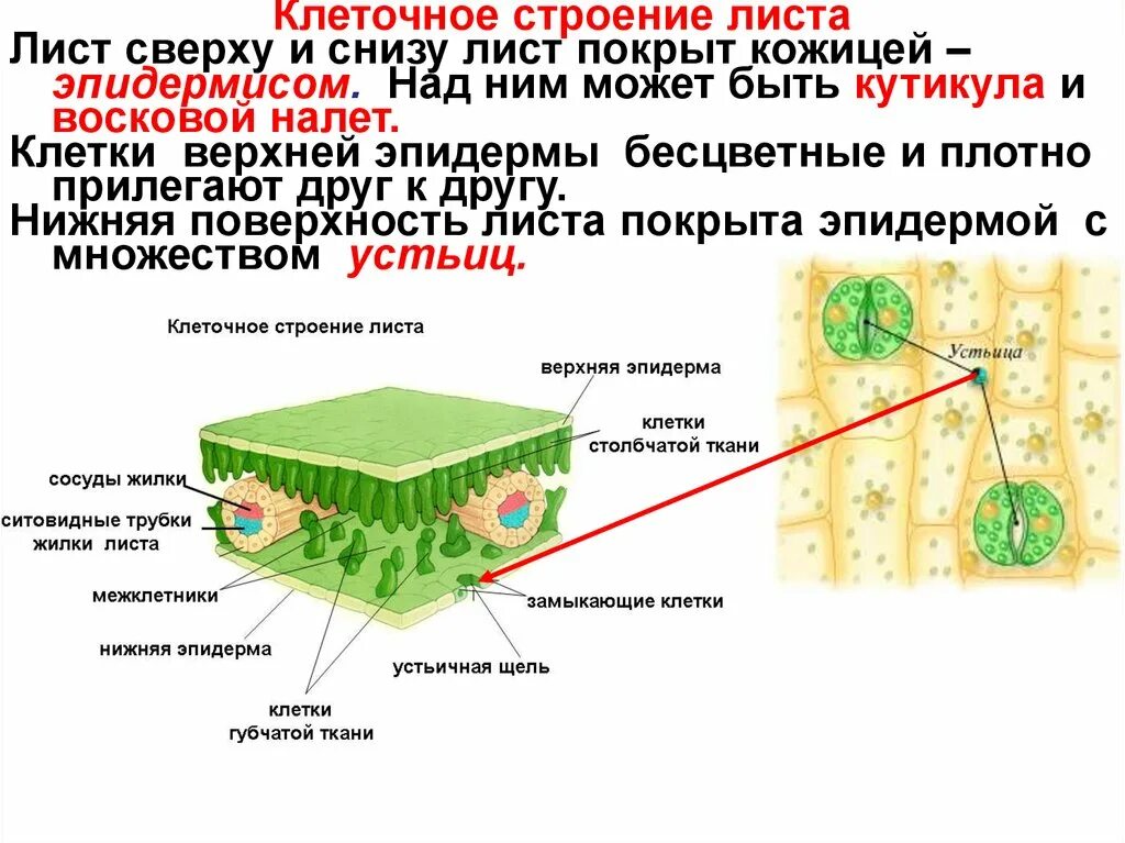 Функция верхнего слоя эпидермы листа. Поперечное сечение листа верхний слой эпидермы. Структура листа верхний эпидермис. Строение клетки листа растения.