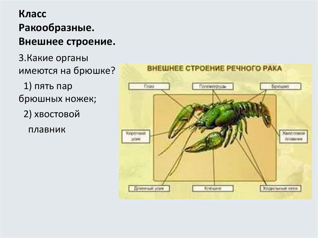 Речной рак головогрудь брюшко. Внешнее строение ракообразных. Внутреннее строение ракообразных. Класс ракообразные строение. Ракообразные строение тела.