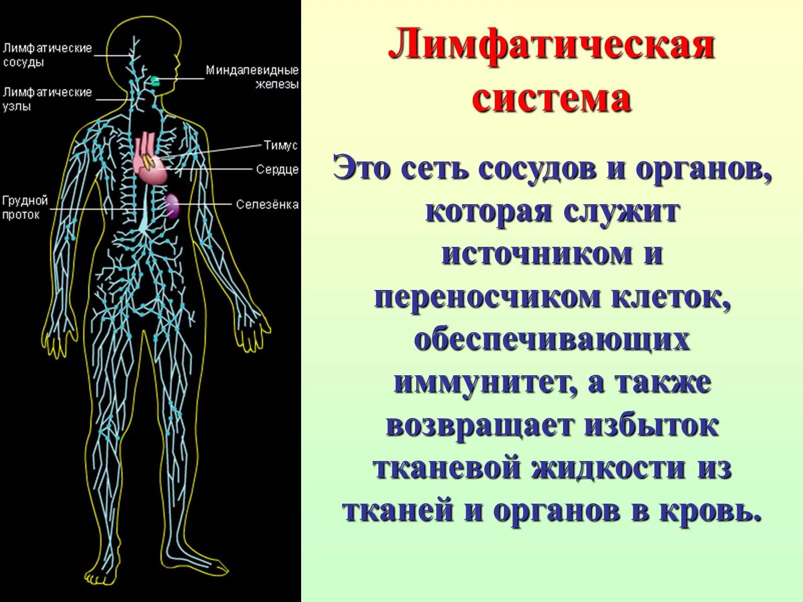 Лимфоотток в организме