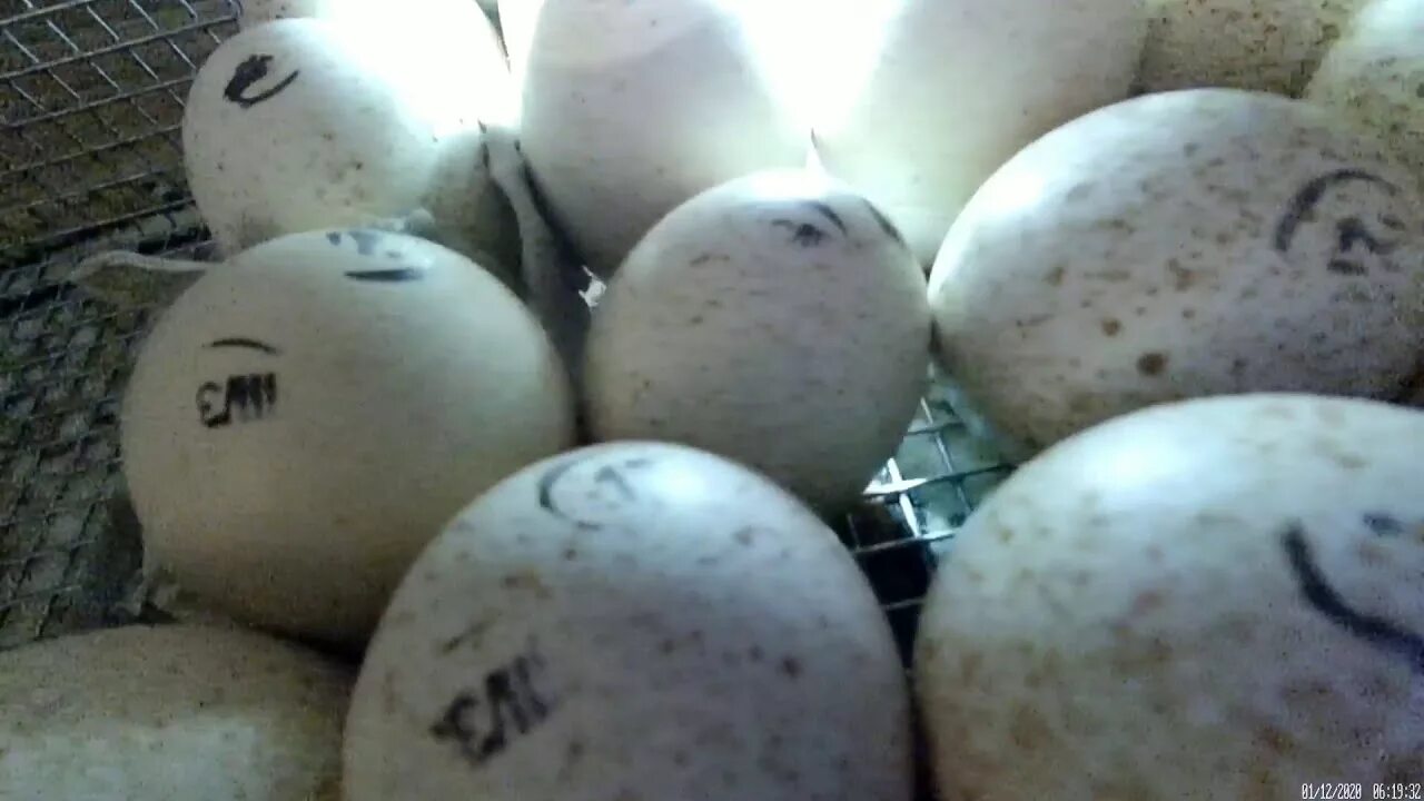 Инкубационное яйцо индейки Хайбрид. Яйцо индейки инкубационное овоскопирование. Овоскопирование индюшиных яиц. Хайбрид конвертер яйца. Датчик на яйцо в инкубаторе