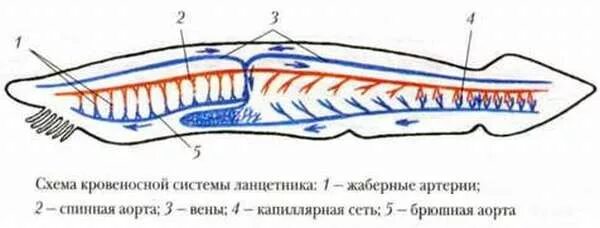 Кровообращение ланцетника. Схема кровеносной системы ланцетника. Схема строения кровеносной системы ланцетника. Рисунок кровеносная система ланцетника строение. Органы кровообращения ланцетника.