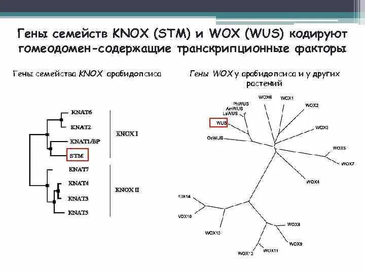 Семейство генов. Семейство генов. Семейства генов. Bcl 2 белок. Мультигенное семейство глобиновых генов.