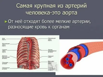 Самая крупная артерия называется