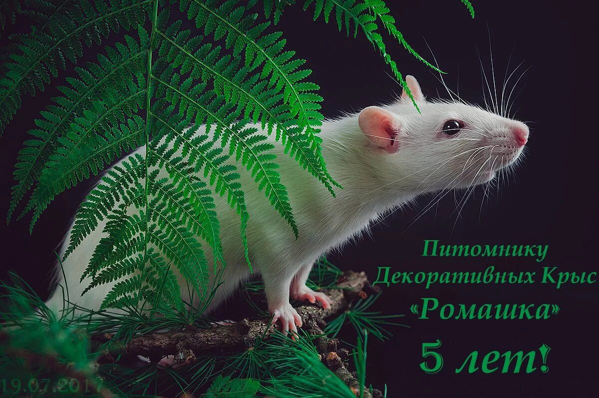 Питомник крыс. Питомник декоративных крыс ромашка. питомник декоративных крыс. крыса с ромашкой. питомник ромашка.