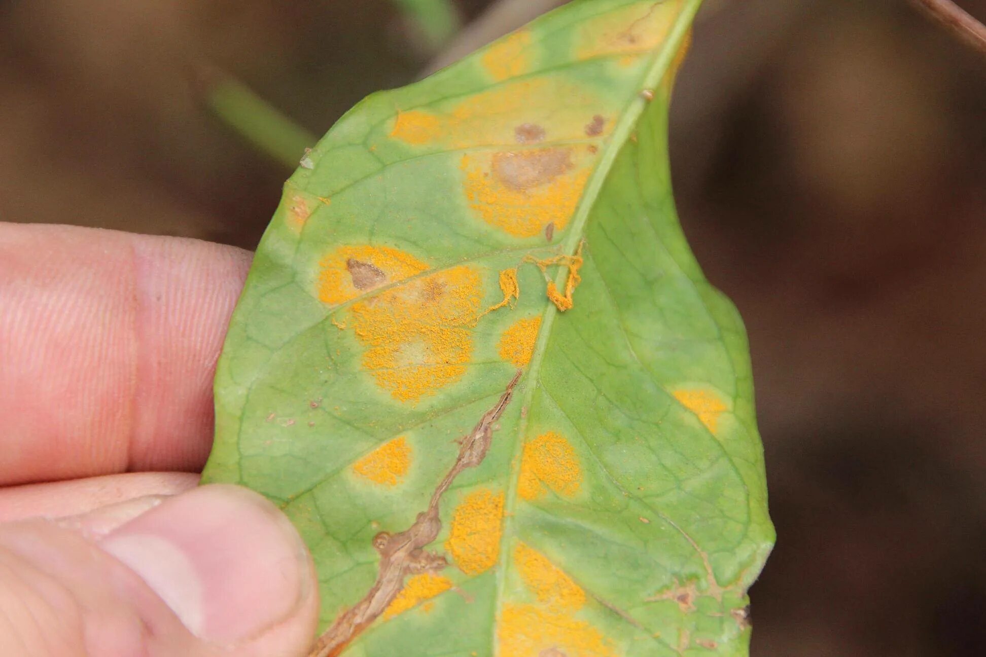 Plant disease. Бурая пятнистость (марсониоз). Ржавчина болезнь растений. Болезни комнатных растений по листьям. Некроз растений.