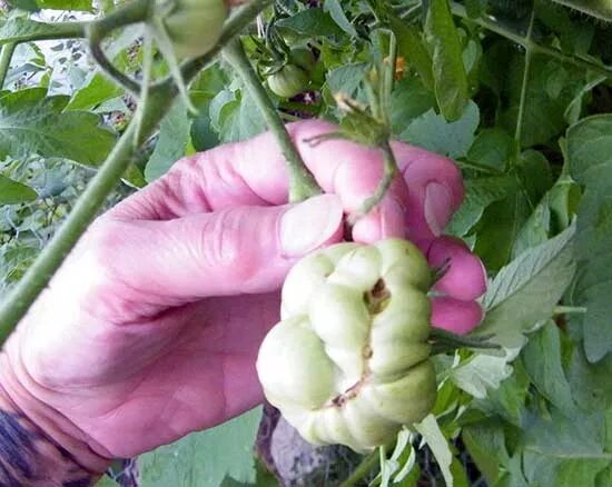 Махровый цветок на томатах. Томат махровый. Цветок томата. Махровость томатов. Махровый цветок на томатах.