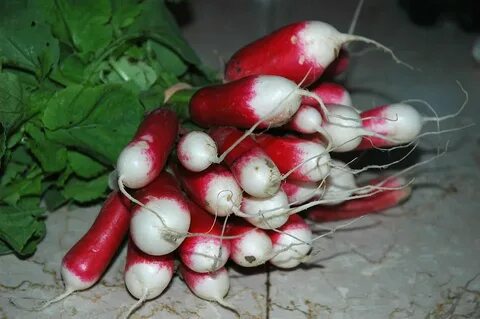 Собакам можно редиску