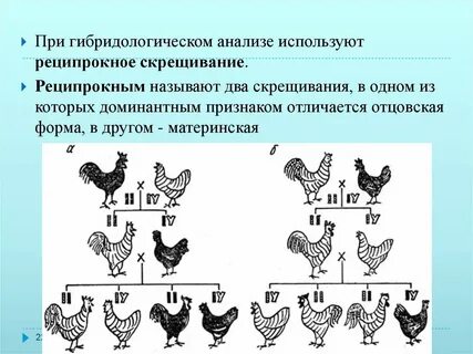 Возвратное скрещивание в генетике