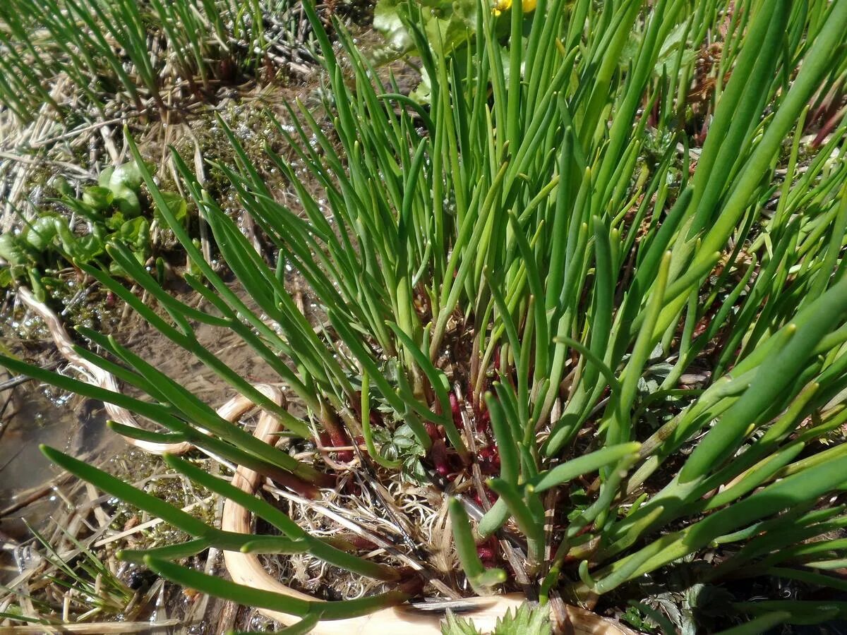 Allium ledebourianum. Лук Ледебура. Гандана лук. Лук горный Спиралис. Лук ковид