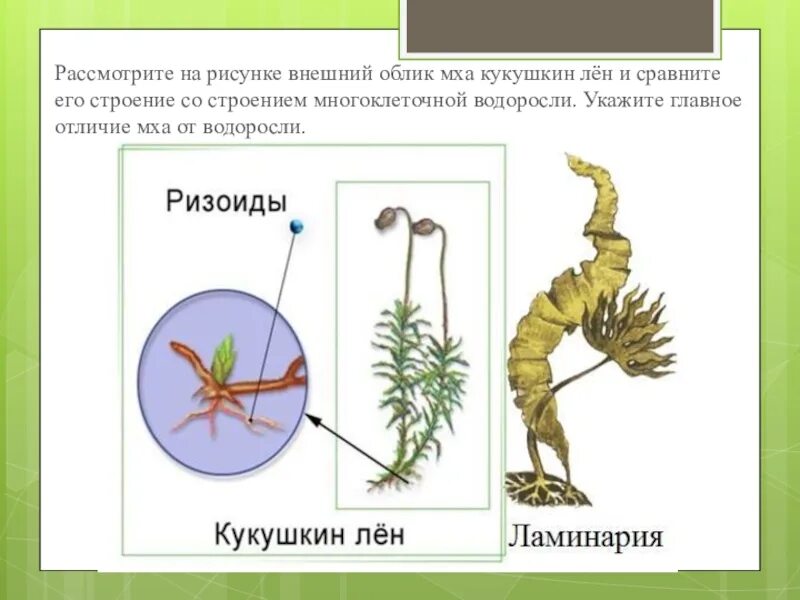 Рассмотрите изображения кукушкин лен ламинария баклажан. Мох сфагнум ризоиды. Внешнее строение мха сфагнум. Внешнее строение мхов. Строение моховидных.