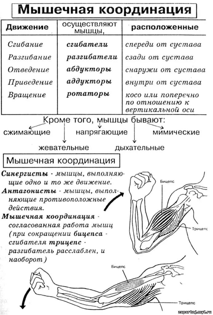 Где находится мышечное чувство. Конспект по биологии строение и функции скелетных мышц. Функции скелетных мышц по биологии 8 класс. Конспект по биологии работа мышц. Строение и функции скелетных мышц 8 класс учебник.