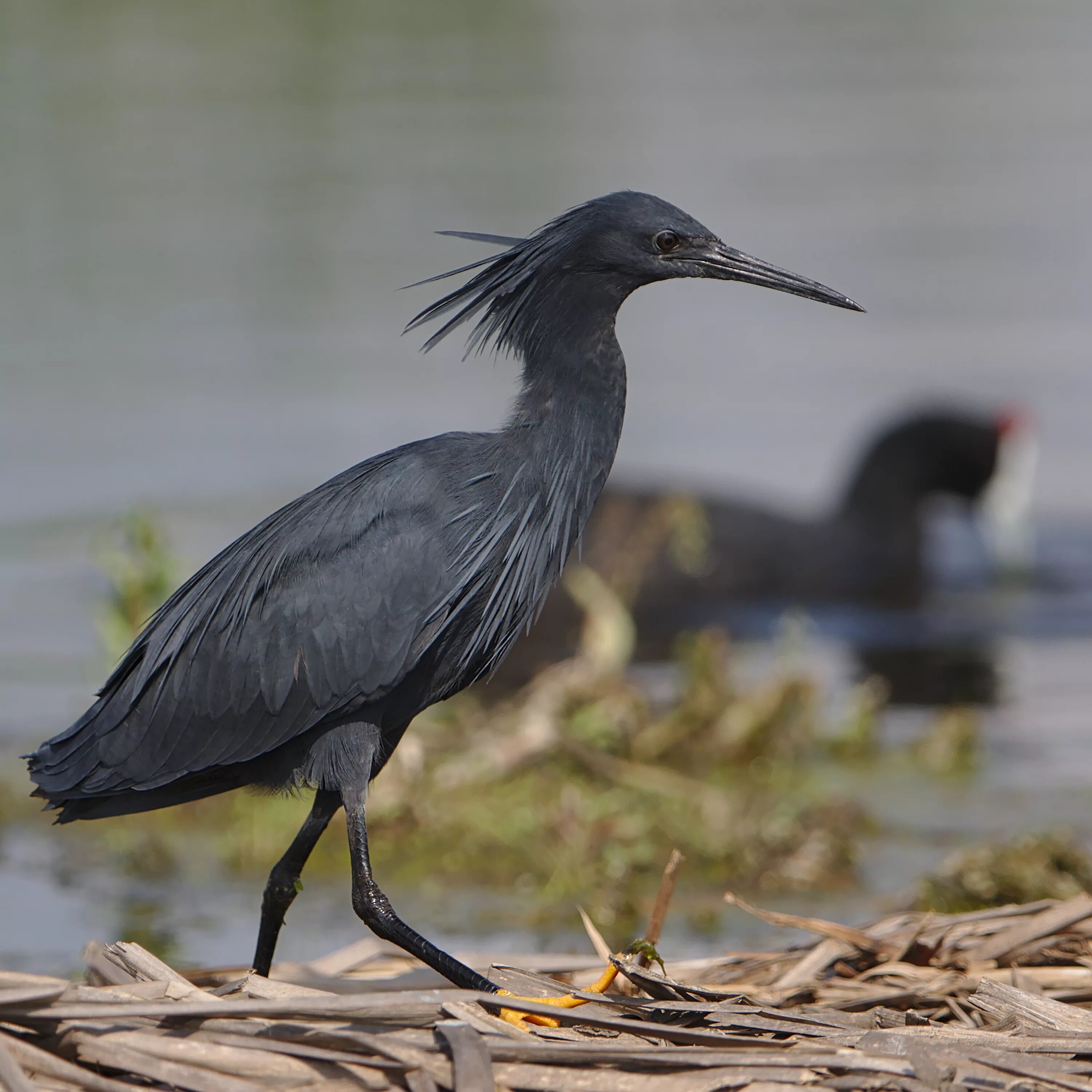 Egretta ardesiaca. Африканская зонтичная чёрная цапля. Черношейная цапля. Африканские зонтичные Цапли (Egretta ardesiaca).