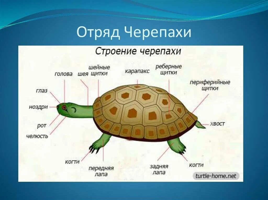 Особенности строения черепахи. Черепахи отряд пресмыкающихся. класс пресмыкающиеся отряд черепахи строение. пресмыкающиеся черепаха внешнее строение. отряд черепах внешнее строение.