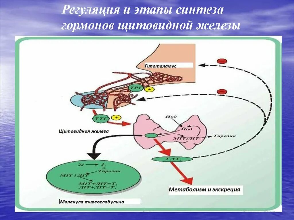 Синтез гормона роста. Регуляция гормонов щитовидной железы. Регуляция синтеза гормонов щитовидной железы. Регуляция секреции тиреоидных гормонов. Регуляция функции щитовидной железы.