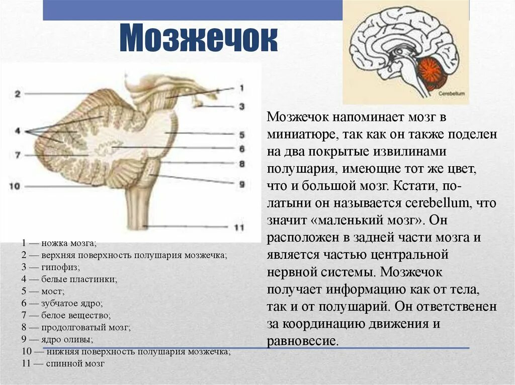 Строение мозжечка в головном мозге. Строение отделов головного мозга задний мозг. Строение мозга мозжечок мост. Задний мозг мост и мозжечок строение. Нервная система латынь