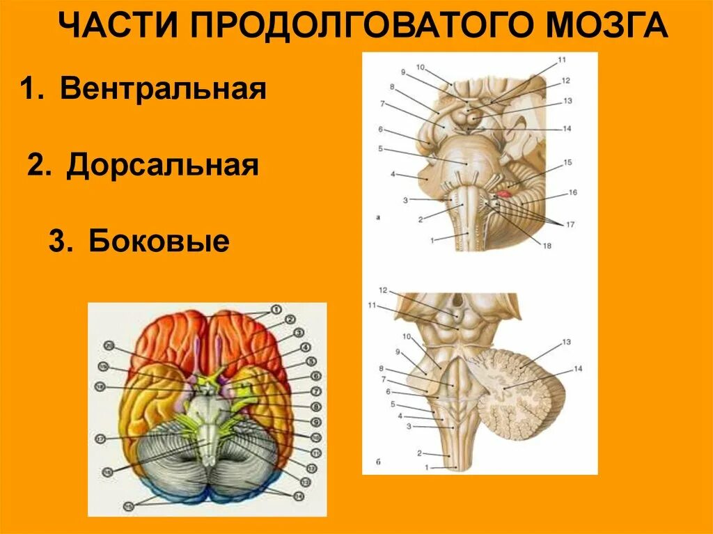 Вентральная поверхность продолговатого мозга. Части продолговатого мозга. Вентральная часть продолговатого мозга. Дорсальная часть продолговатого мозга. Вентральная дорсальная часть это.