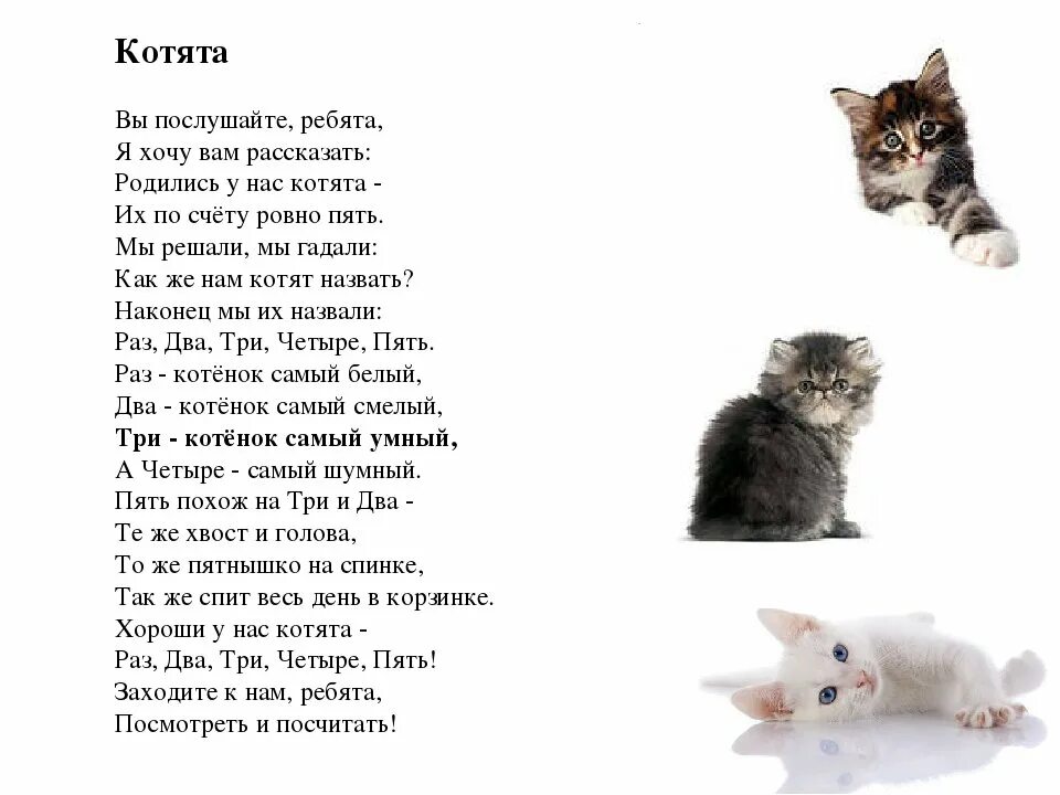 Ира таня галя чей кот мурзик. Родились у нас котята стихотворение. Стихи про котят. Стих про котяру. Стих про кошку.