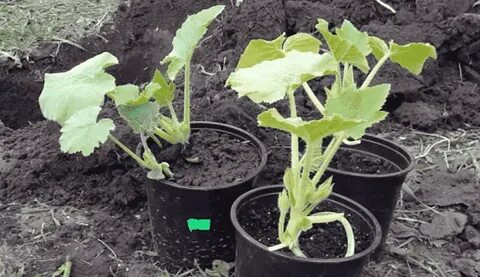 Тыква на рассаду когда сажать в подмосковье