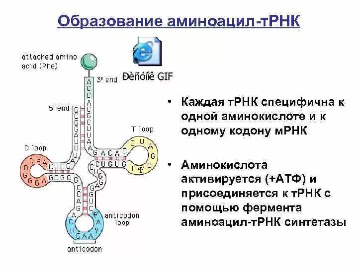 Аминоацил-ТРНК синтетазы образование. Аминоацил ТРНК комплекс. Схема синтеза аминоацил ТРНК. Биосинтез аминоацил- т-РНК..