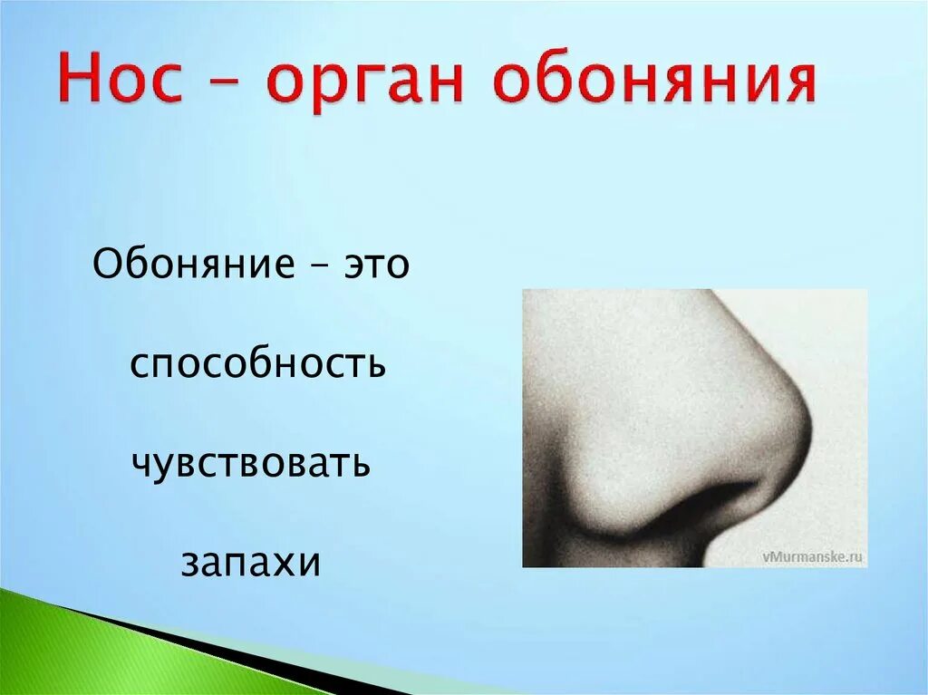 Презентация органы чувств 3 класс окружающий мир. Нос орган обоняния 3 класс окружающий мир. Органы чувств нос 3 класс окружающий мир. Органы чувств презентация. Органы чувств презентация 3.