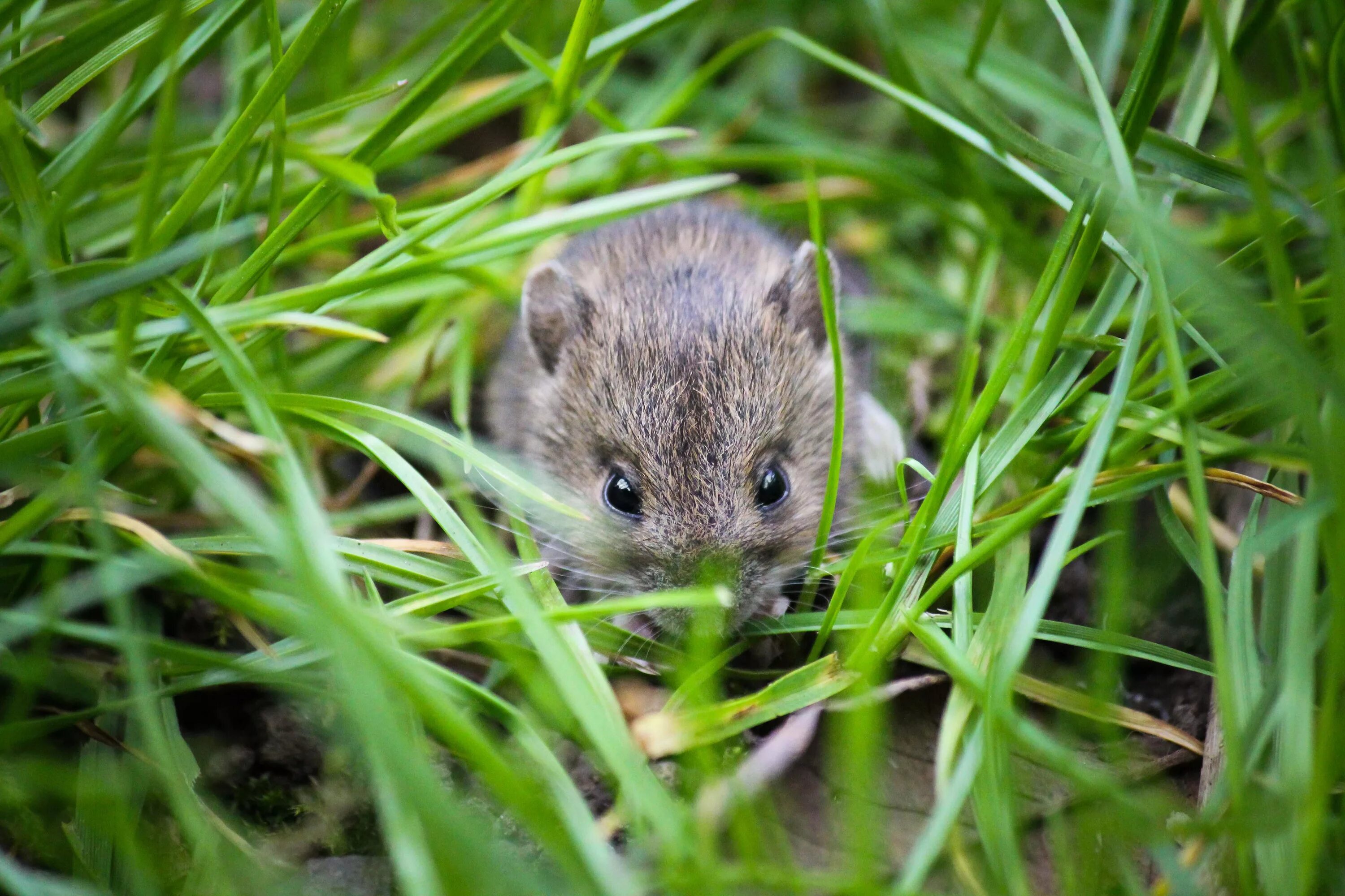 Прометеева полевка. Даурский хомячок (Cricetulus Barabensis). Полевка хомяк. Мышь полевка маленькая. Хомяки полевки