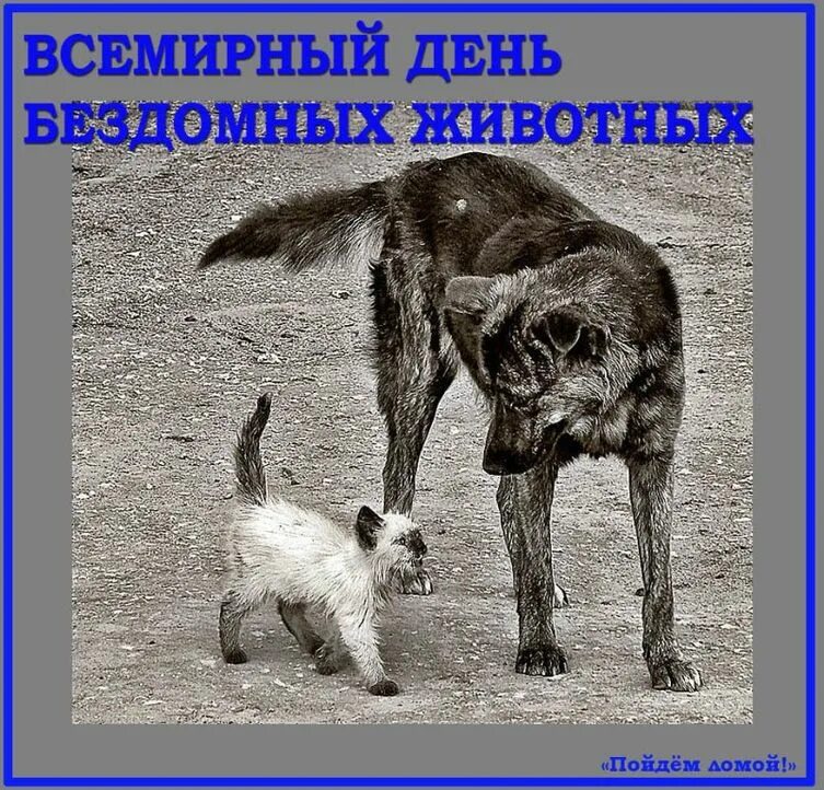 День защиты бездомных. День бездомных животных. международный день защиты бездомных животных. всемирный день бродячих животных. всемирный день бездомных.