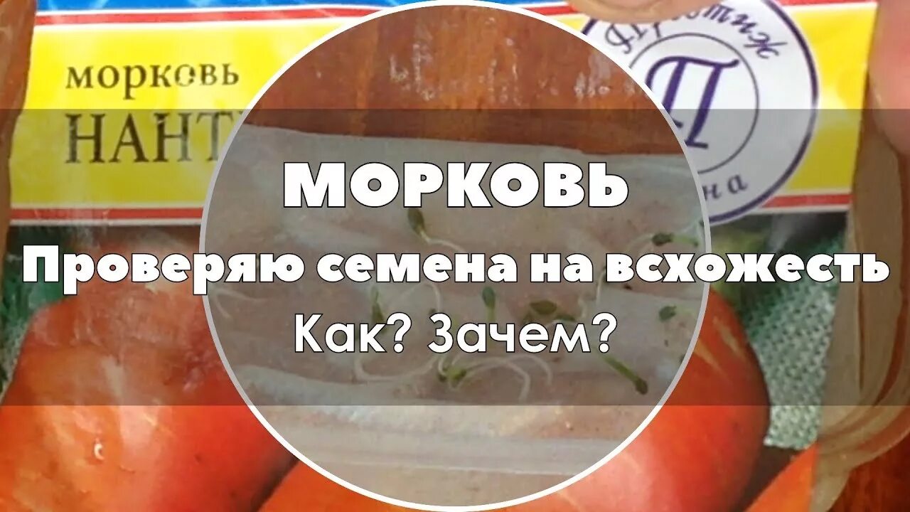 Семена моркови на Схожесть. Проверяем семена на всхожесть. Проверка семян перед посевом. Как проверить всхожесть семян моркови. Как проверить всхожесть семян томатов перед посадкой