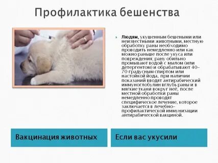 Действия если человека укусило бешеное животное