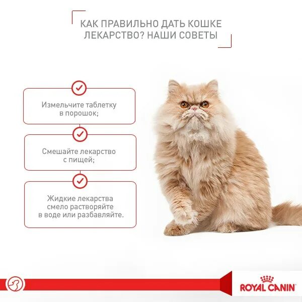 Как действовать кошку. Как правильно давать таблетки кошкам. Как правильно дать таблетку коту. Как дать кошке таблетку без стресса для кошки. Кошачьи принципы.