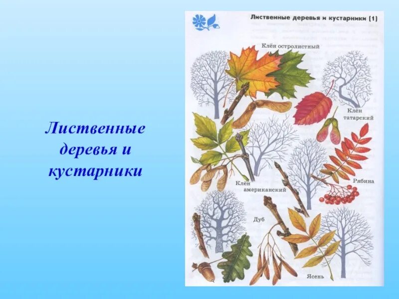 Атлас деревьев и кустарников. Атлас определитель деревьев и кустарников. плоды деревьев и кустарников атлас определитель. атлас определитель деревьев и кустарников 2 класс. атлас определитель деревья и кустарники осенью.