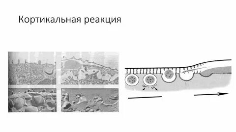 Функция кортикальных гранул яйцеклетки