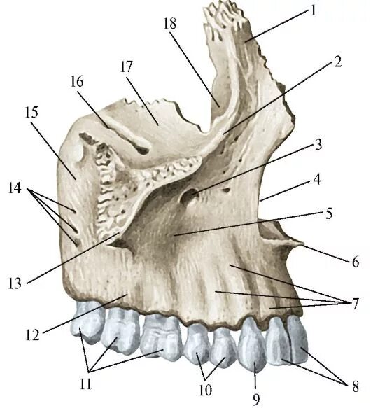 Клыковая ямка. Верхняя челюсть (Maxilla). Скуловой гребень верхней челюсти. Строение кости верхней челюсти. Бугор верхней челюсти анатомия.