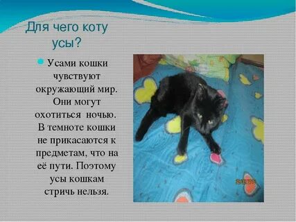 Почему кошки добрые