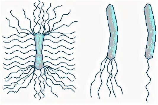 Способы передвижения бактерий. Подвижные и неподвижные бактерии. Жгутики бактерий. Движение бактерий 5 класс биология. Передвижение бактерий