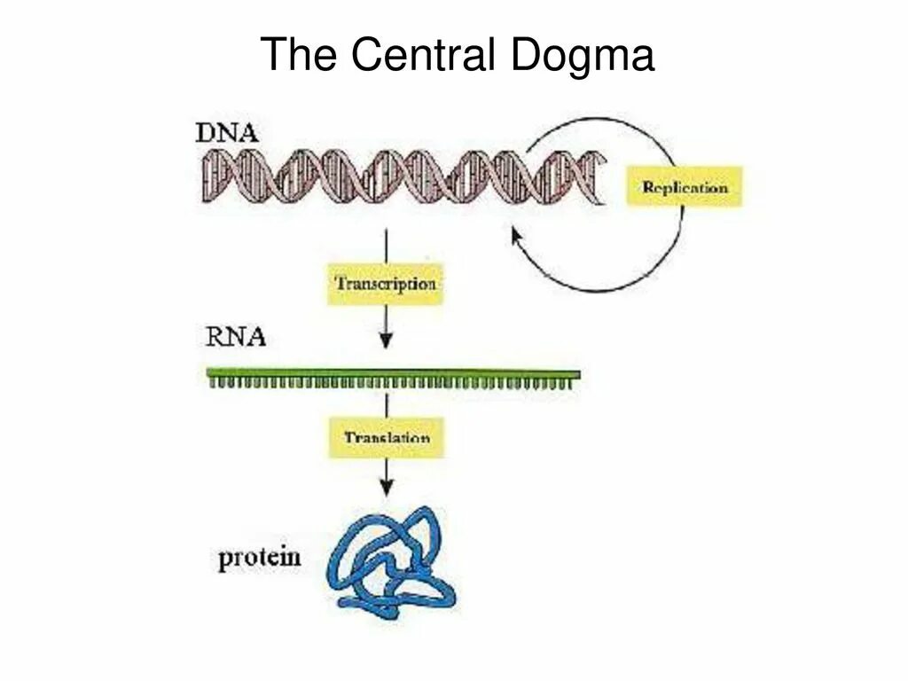 DNA RNA Protein. Protein Synthesis DNA. DNA Transcription. Protein Synthesis process.