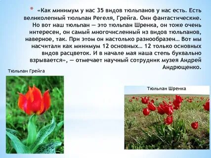Почему тюльпаны в красной книге