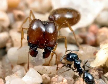 Super ant