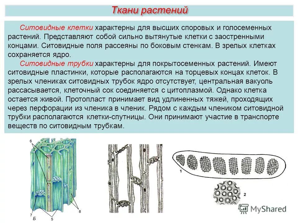 Клетки вытянутые в длину. Ситовидные трубки и клетки-спутницы. Сосуды листа функции. И трахеиды древесины (ксилема). Мышечная ткань состоит из.
