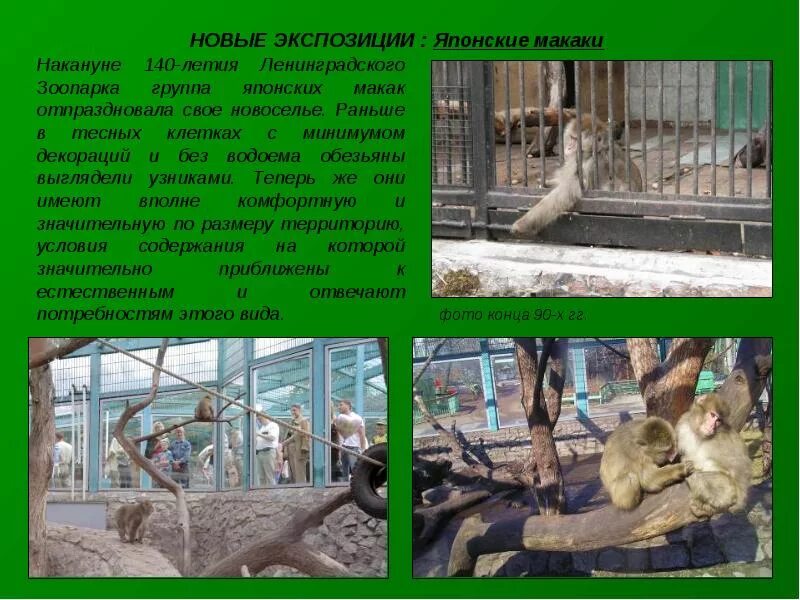В зоологическом парке сочинение егэ
